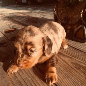 Meet your Posher, Rhonda